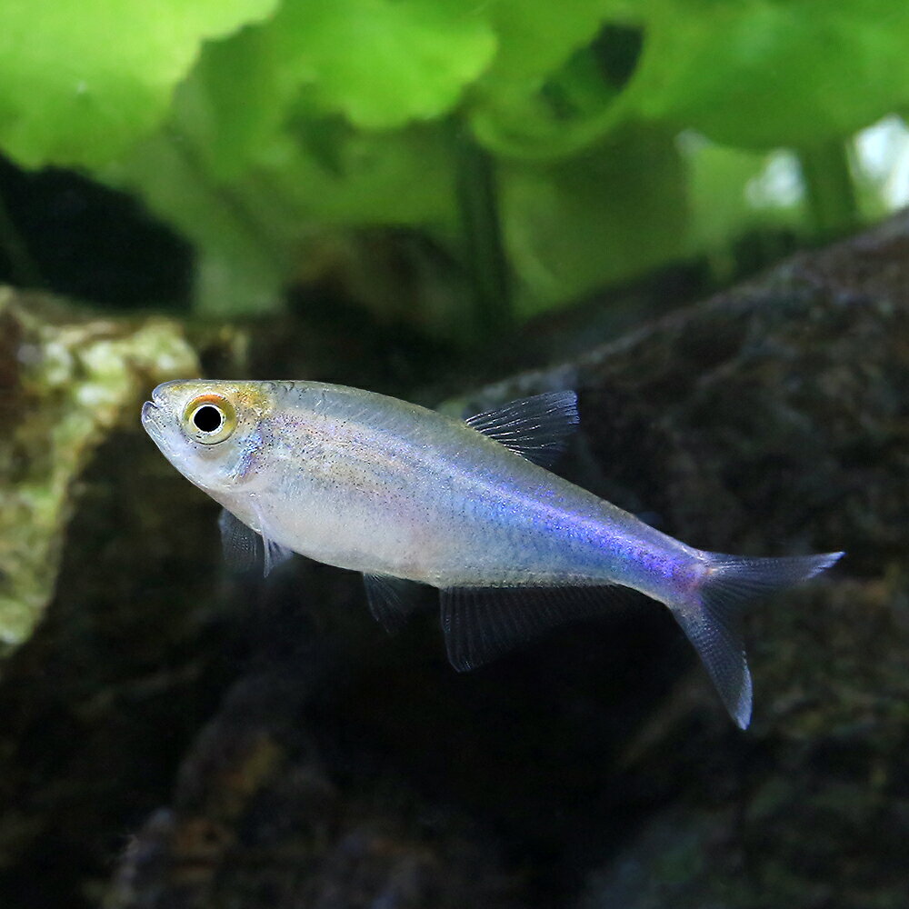 ��Ǯ�ӵ��˥֥롼�ƥȥ�ʥ磻��ɡˡ�1ɤ�ˡ��̳�ƻ���彣�Ҷ������ݲ�