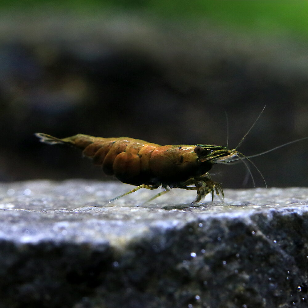 （エビ）カンタロープシュリンプ（1匹）