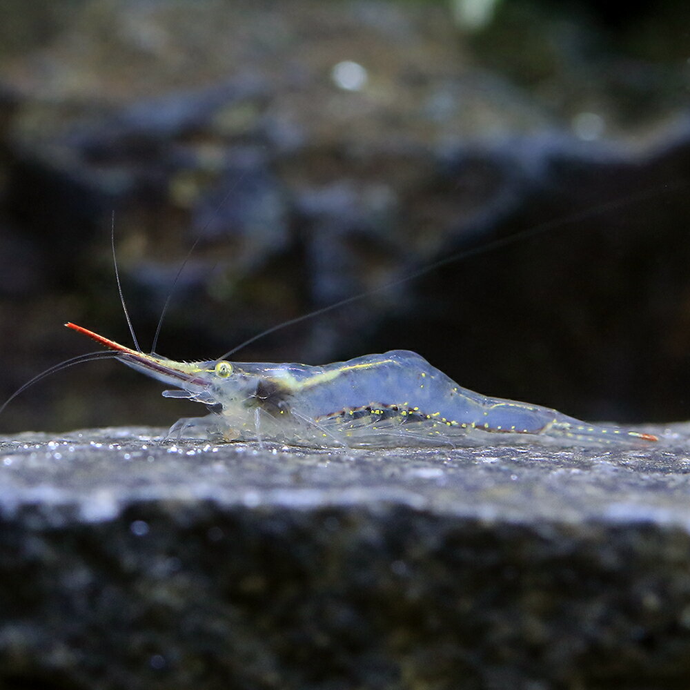 �ʥ��ӡ˥ԥΥ���������ס��֥꡼�ɡ�1ɤ�ˡ��̳�ƻ���彣�Ҷ������ݲ�