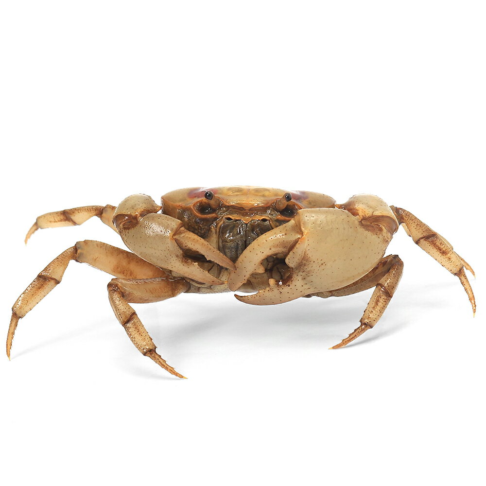 （エビ・カニ）ファイアークラブ（1匹）