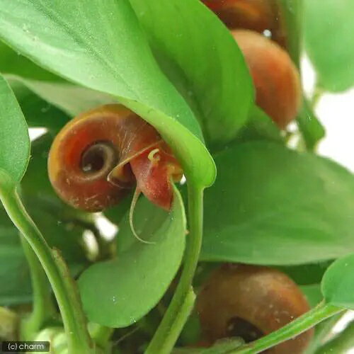 （エビ・貝）レッドラムズホーン　ミニサイズ（5匹）　北海道・九州航空便要保温