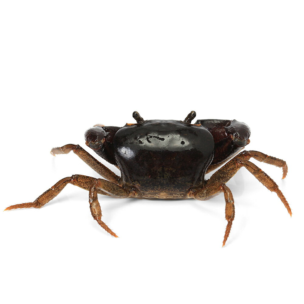 �ʥ��ӡ����ˡ˥���ɥ��塞�ˡ�1�ڥ���