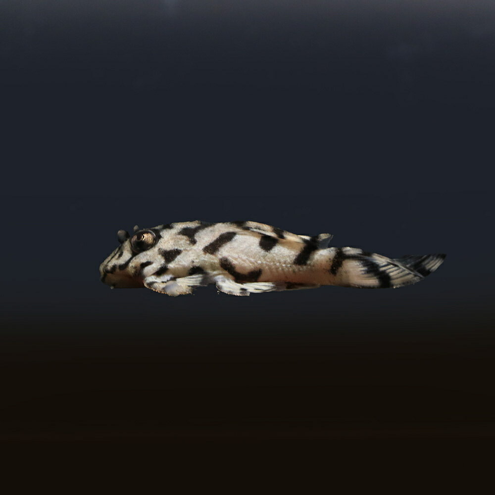 ��Ǯ�ӵ��˰���ʪ���˥塼�ᥬ���饦��ץ쥳�������ѡ��ۥ磻�ȡ����硼�ȥܥǥ���L��236�ʥ֥꡼�ɡˡ�1ɤ�ˡ��̳�ƻ���彣�Ҷ������ݲ�