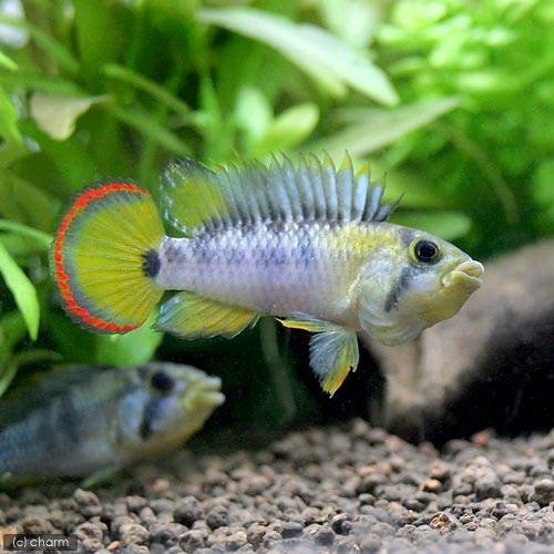 （熱帯魚）アピストグラマsp．Inka−50（国産ブリード）（1ペア）　北海道・九州航空便要保温