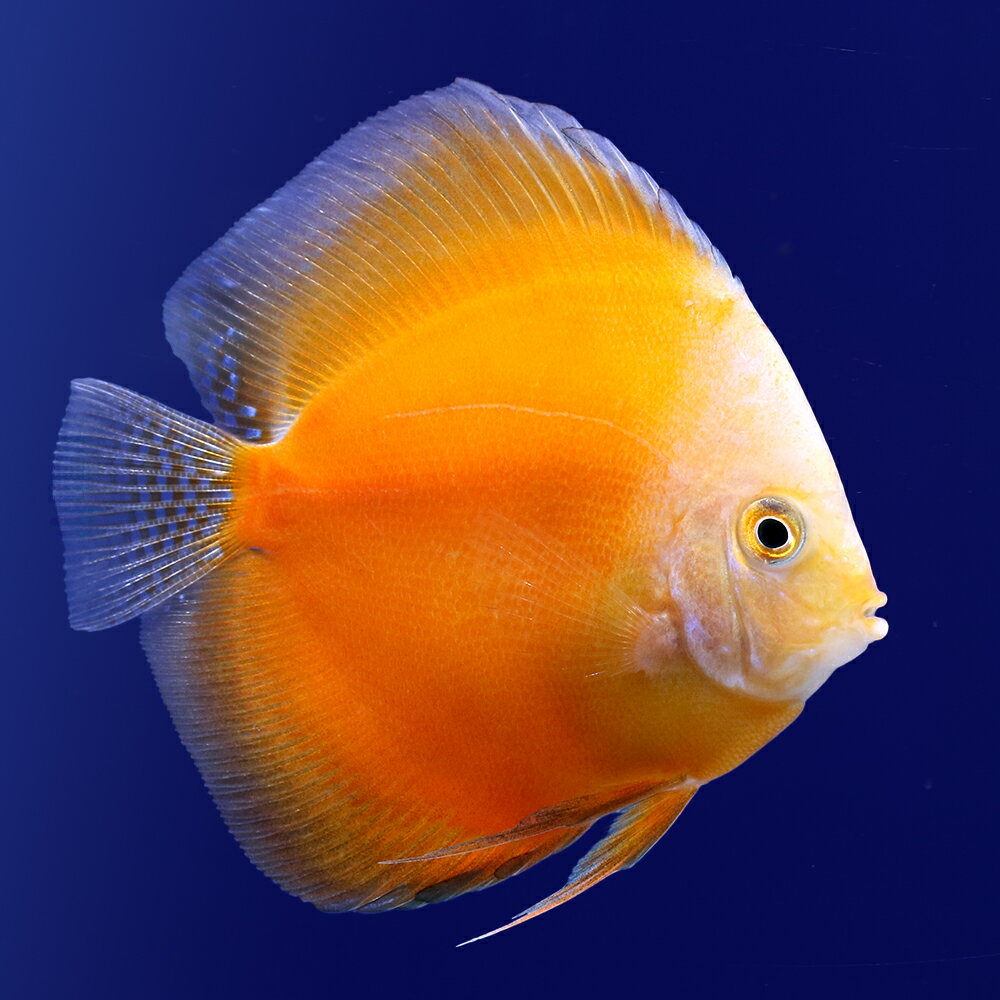 （熱帯魚）ホワイトゴールド・ディスカス（Mサイズ）（1匹）　北海道・九州航空便要保温