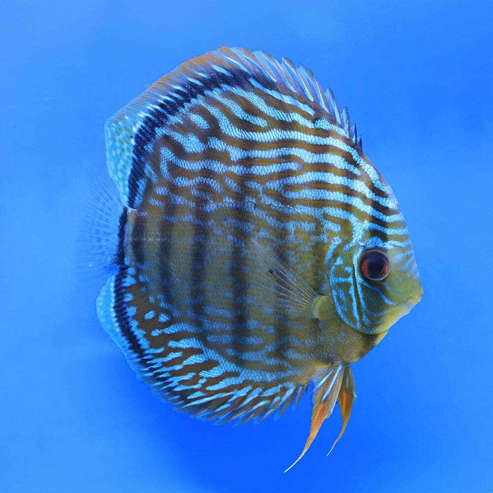 （熱帯魚）一点物　ブルー・ディスカス　トロンベタス産　赤目　Lサイズ（ワイルド）（1匹）　北海道・九州航空便要保温
