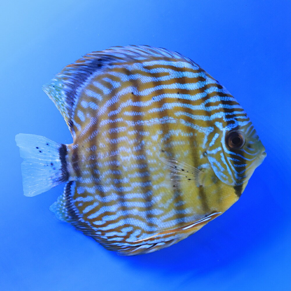 （熱帯魚）一点物　ブルー・ディスカス　トロンベタス産　金目　Lサイズ（ワイルド）（1匹）　北海道・九州航空便要保温