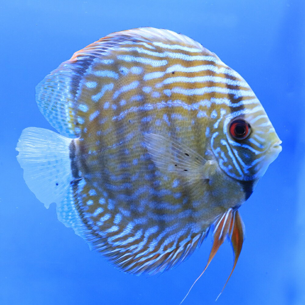 （熱帯魚）一点物　ブルー・ディスカス　トロンベタス産　赤目　Lサイズ（ワイルド）（1匹）　北海道・九州航空便要保温