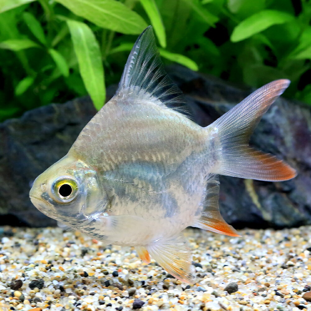 （熱帯魚）ショートボディレッドフィン・バルブ（1匹）　北海道・九州航空便要保温