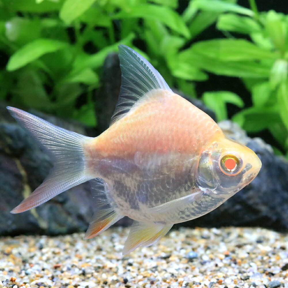 （熱帯魚）ショートボディアルビノレッドフィン・バルブ（1匹）　北海道・九州航空便要保温