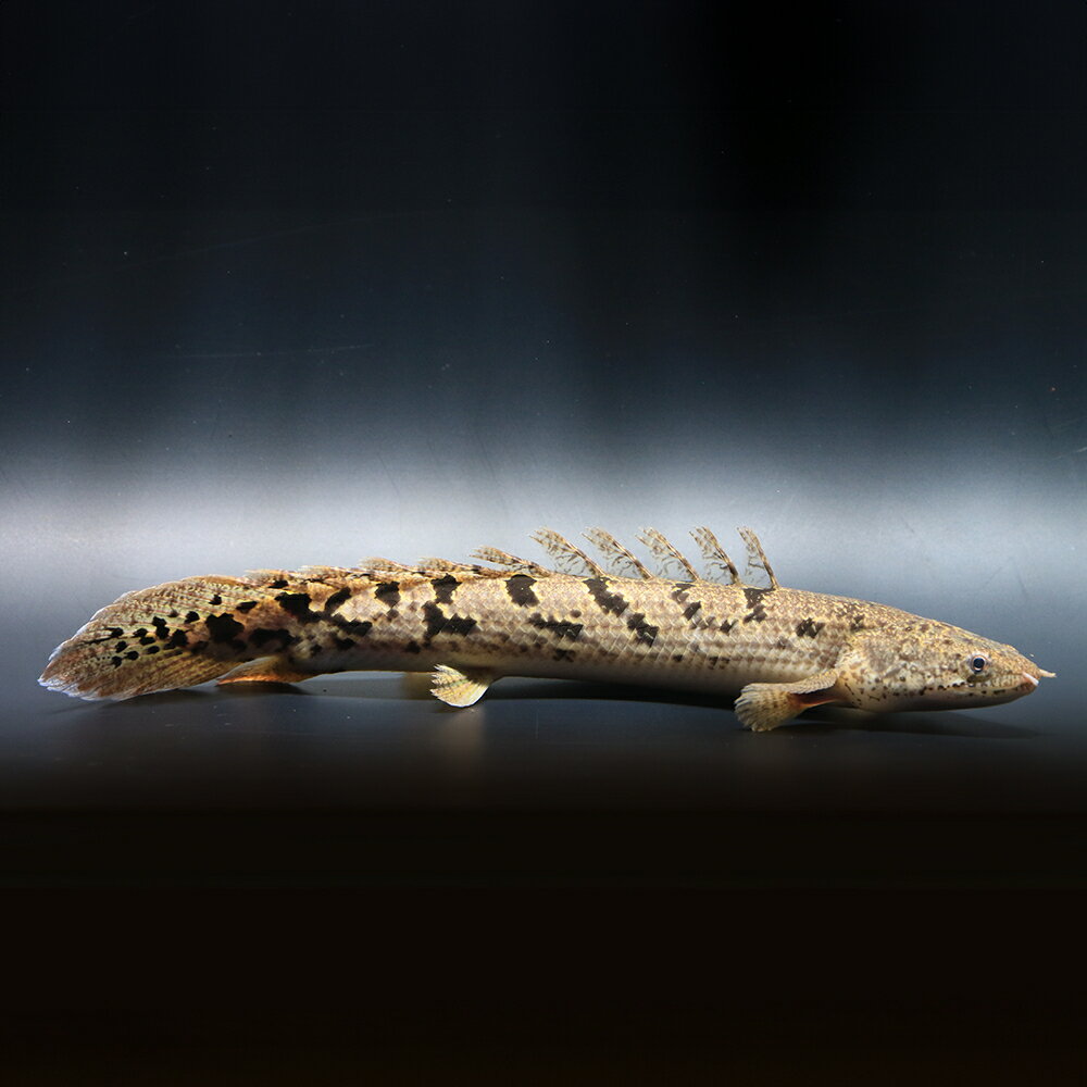 （熱帯魚）一点物　ポリプテルス　デルヘジィ　ロイヤルバンド（ブリード）（1匹）　北海道・九州航空便要保温