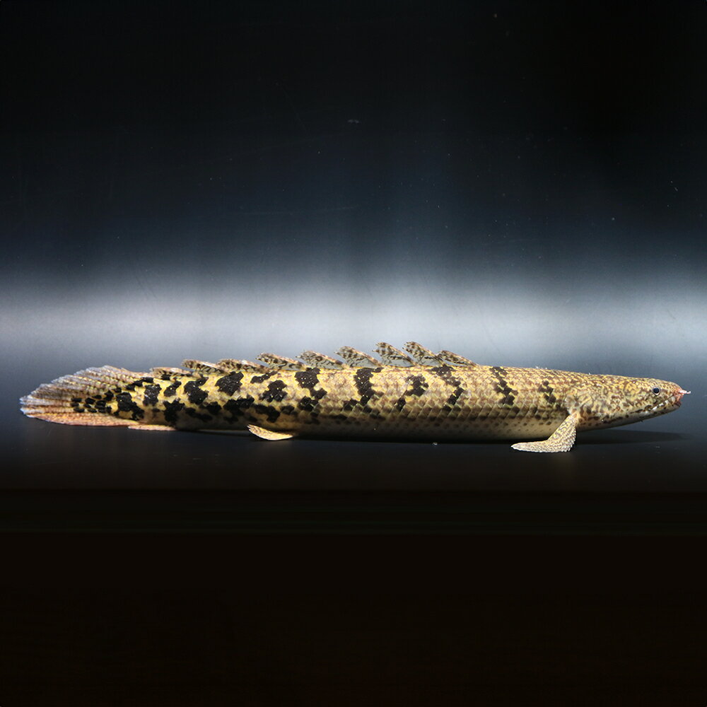 （熱帯魚）一点物　ポリプテルス　デルヘジィ　ロイヤルバンド（ブリード）（1匹）　北海道・九州航空便要保温