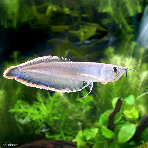 （熱帯魚）ブラックアロワナ　LLサイズ（約31〜40cm）（ワイルド）（1匹）　北海道・九州航空便要保温