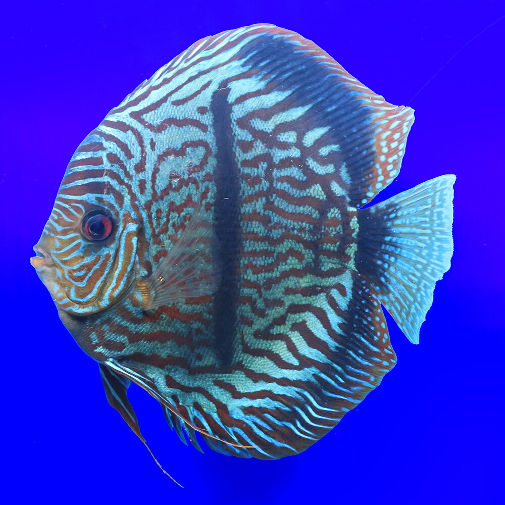 （熱帯魚）一点物　ベトナムヘッケル・ディスカス（XLサイズ）（インドネシアブリード）（1匹）　北海道・九州航空便要保温　関東当日便