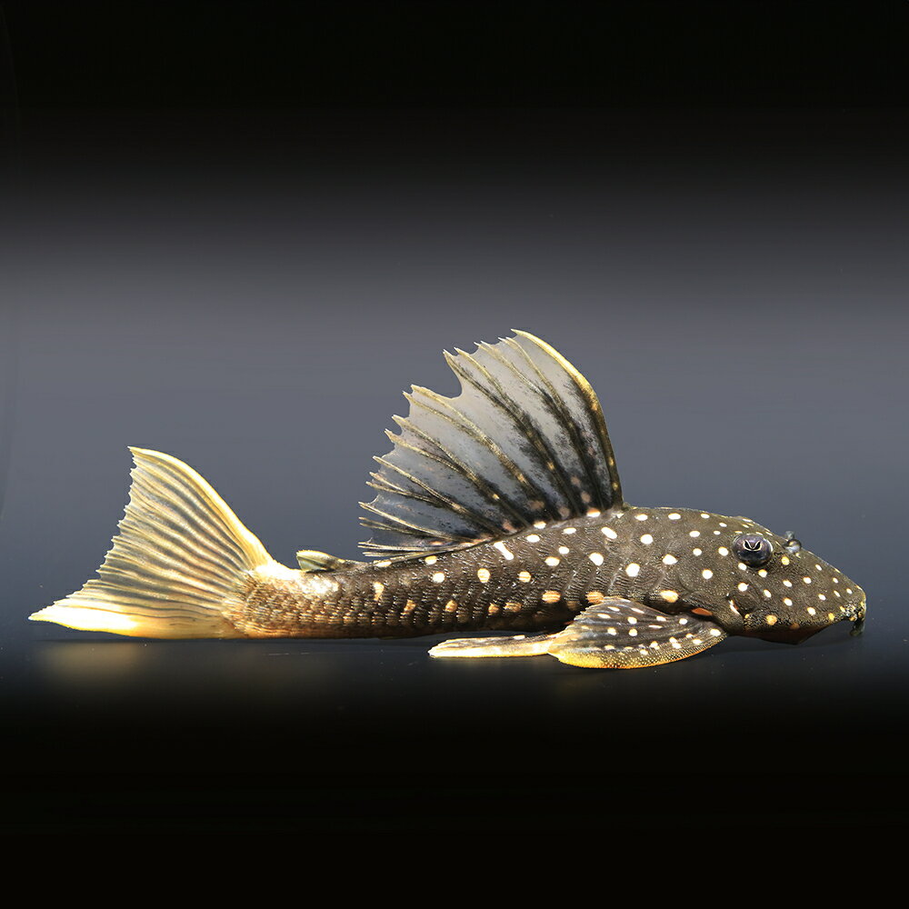 （熱帯魚）一点物　ゴールデンアンジェリカス・プレコ（1匹）　北海道・九州航空便要保温