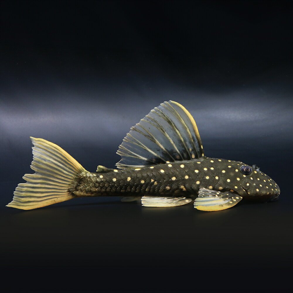 （熱帯魚）一点物　ゴールデンアンジェリカス・プレコ（1匹）　北海道・九州航空便要保温