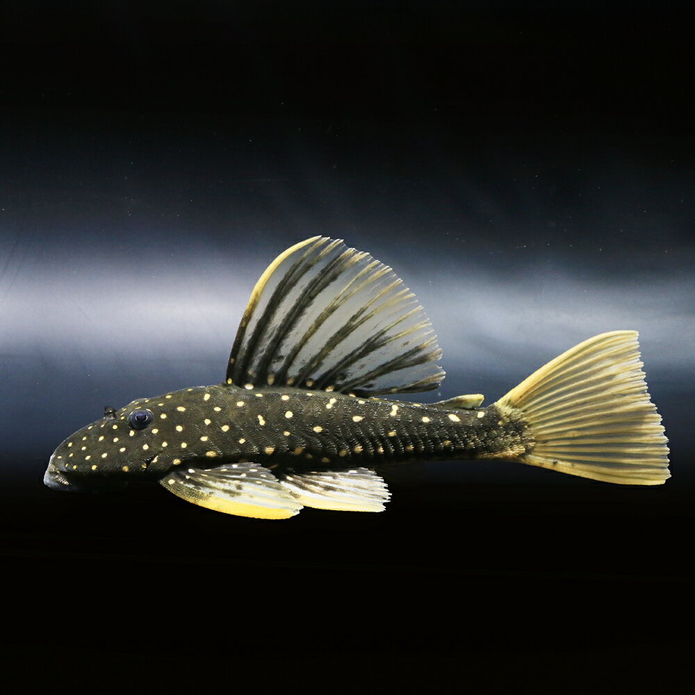 （熱帯魚）一点物　ゴールデンアンジェリカス・プレコ（1匹）　北海道・九州航空便要保温