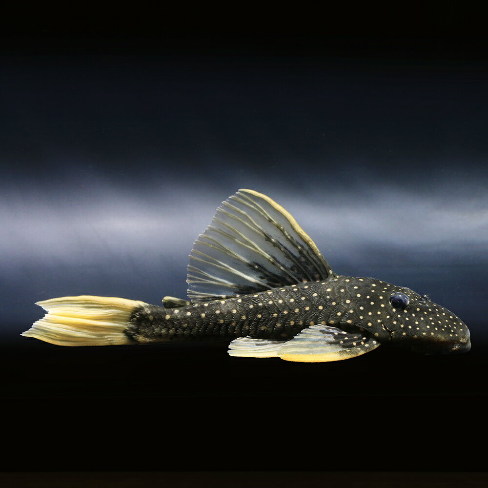 （熱帯魚）一点物　ゴールデンアンジェリカス・プレコ（1匹）　北海道・九州航空便要保温