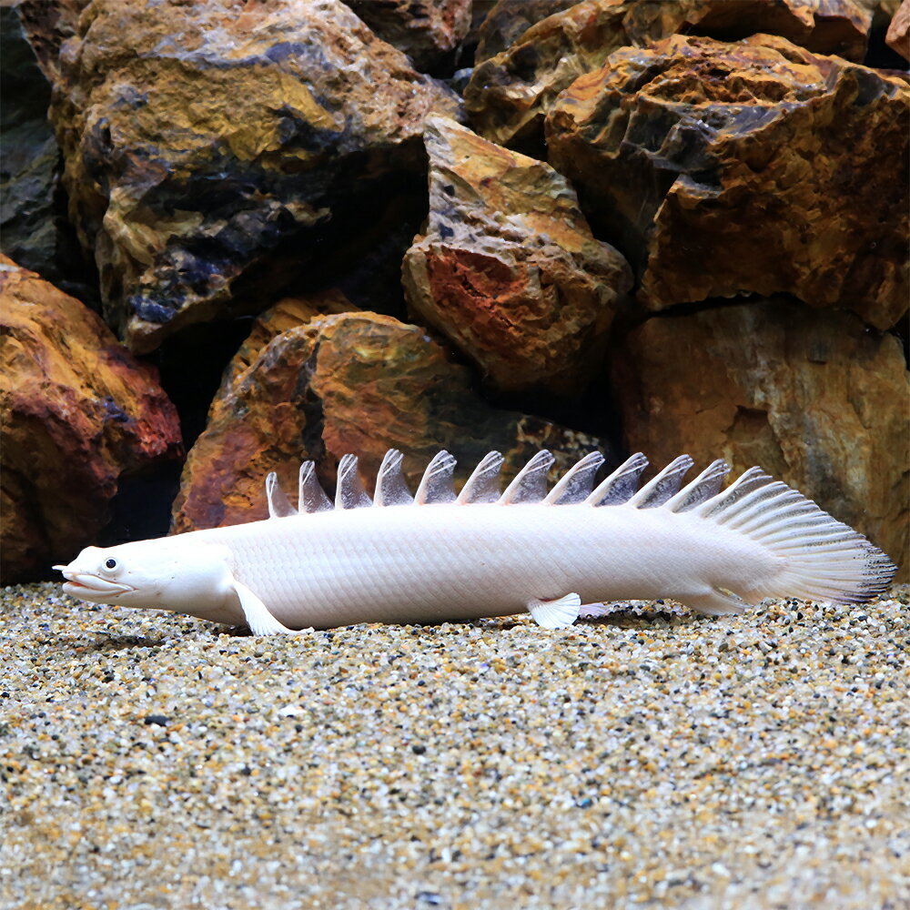 （熱帯魚）一点物　ポリプテルス　アンソルギー×ラプエン　プラチナ　（1匹）　北海道・九州航空便要保温