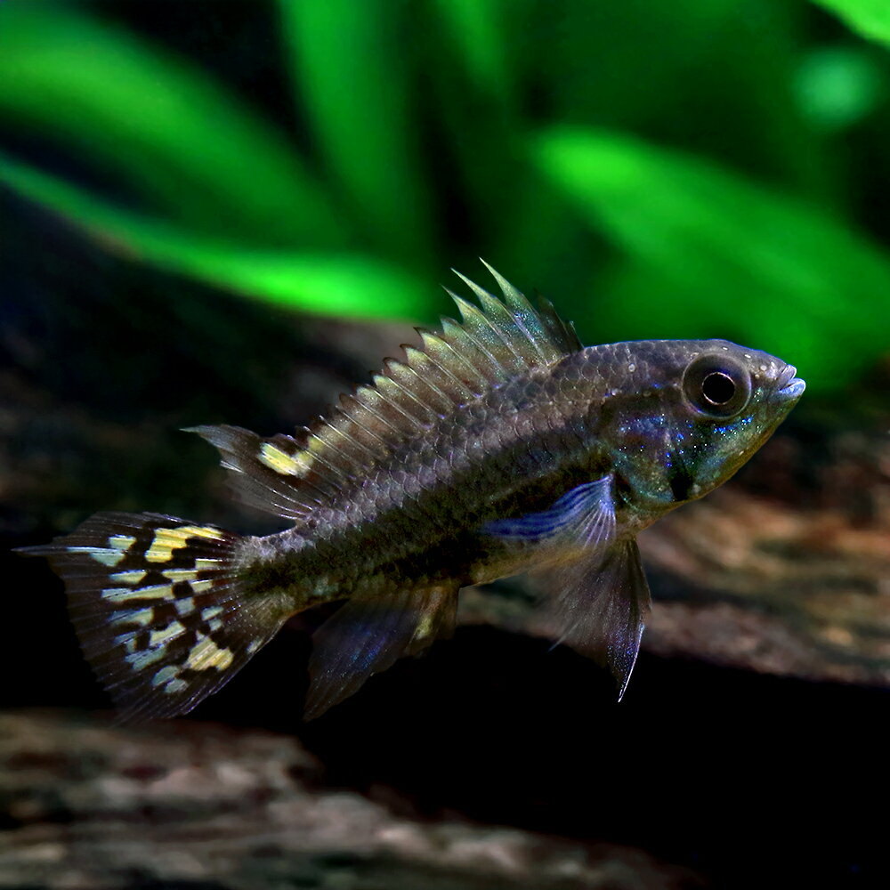 楽天市場】アピストグラマ 1ペア（熱帯魚・アクアリウム｜ペット