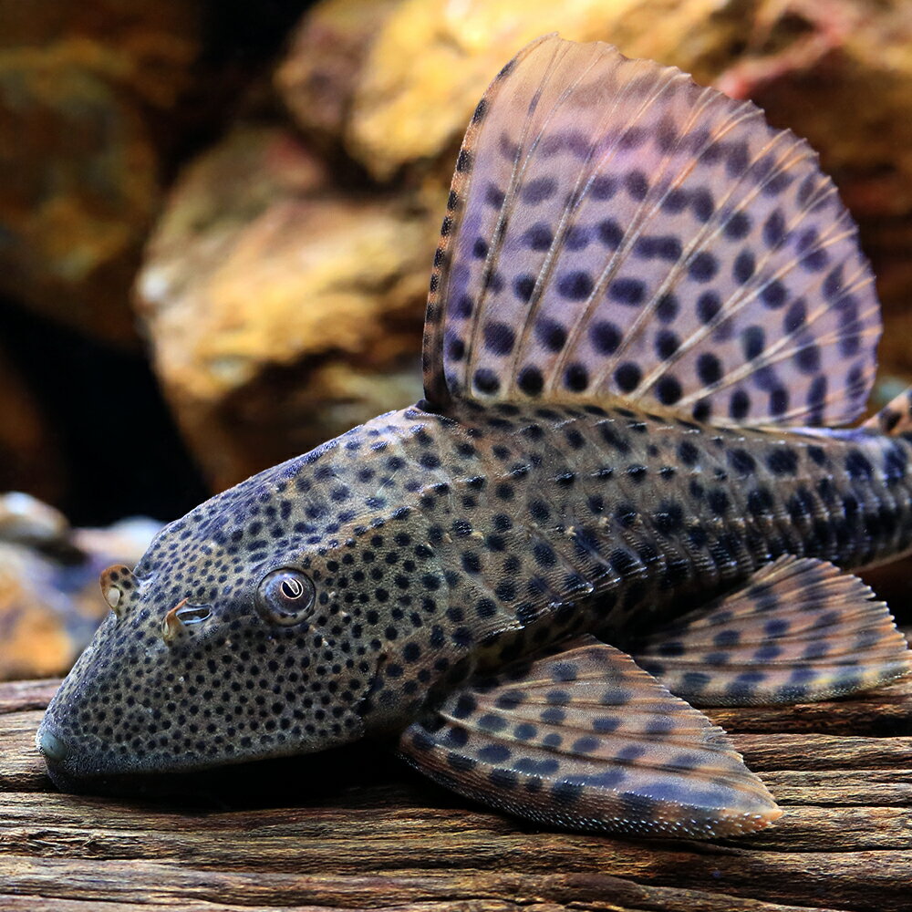 （熱帯魚）ヒポストムスsp．ペルー（ワイルド）（1匹）　北海道・九州航空便要保温