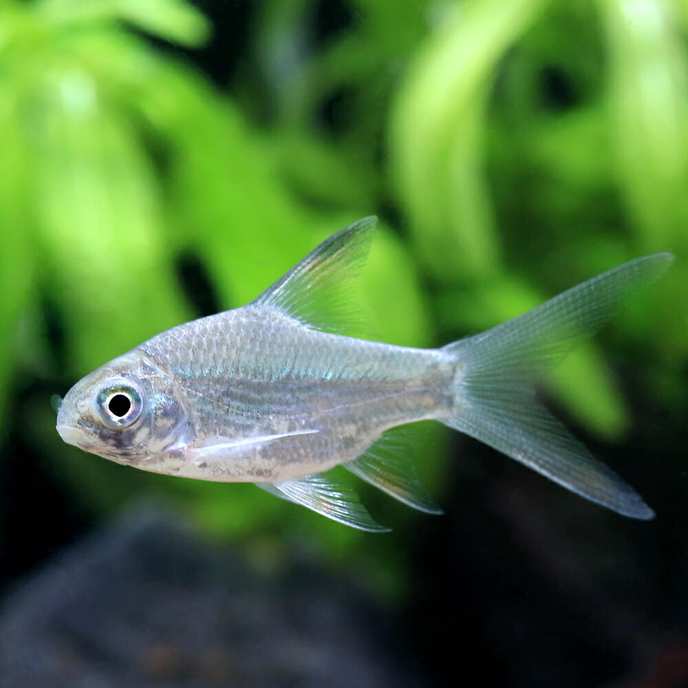 お送りする個体は5〜8cm程度です。魚の性質上、鱗が剥がれている部分やヒレに裂けがある場合がございます。個体サイズや模様、雌雄の指定についてはお受け致しかねますのでご了承下さい。ロングフィンレッドフィン・バルブ販売名ロングフィンレッドフィン・バルブ学名（※）Barbonymus　schwanenfeldii　var．（※）…改良品種や学名が不明の種は流通名での記載の場合があります。別名ロングフィンシルバー・バルブ分布改良品種　 （原種：ミャンマー、タイ、ラオス、ベトネム、カンボジア、インドネシア、マレーシア、ブルネイ）飼育要件最大体長　　　→　35cm温度　　　　　　→　20〜28度水質　　　　　　→　弱酸性〜中性餌　　　　　　　 →　生餌、人工飼料※飼育環境は一例です。必ずしもこの環境下であれば飼育できることを確約するものではございません。種類詳細レッドフィンバルブのロングフィン個体です。長いヒレと銀色の体色が美しい魚です。30cmを超えるためアロワナ等の大型魚のタンクメイトとして人気があります。飼育は容易で、水質にうるさくなく、餌もよく食べます。泳ぐ力が非常に強いため水槽にフタを設置した方がよいでしょう。飼育のポイント水質にもうるさくなく飼育は容易です。水槽から飛び出すことがあるので水槽にはフタを用意したほうが良いです。混泳の注意点成長と共に気の荒い部分が見られるようになりますが、基本的には温和な性質なのでサイズが同程度であれば混泳も可能です。繁殖—その他—→　当店ではこちらのエサを与えています。●aquarium　fish　food　series　「ff　num03」　小型魚用フード●イトメ●冷凍アカムシa点滴法で生体にやさしい　水抜き・水合わせキットPSBQ10　ピーエスビーキュート　淡水用　500mL　メダカ　金魚　熱帯魚　光合成細菌　バクテリア定着型バクテリア　ばくとQ10　淡水・海水用　500mL　バクテリア　熱帯魚　海水魚魚・エビに優しいカルキ抜き　Q10スタート　淡水用　500mL　植物由来　白濁除去小型魚用フード　「ff　num03」　40ml　aquarium　fish　food　seriesメダカ用フード　小粒タイプ「ff　num15」　40mL　aquarium　fish　food　series　めだか　エサ　餌　メダカの餌インスタントブラックウォーター作成キット（1個）　マジックリーフ　ベタ　アピスト　ラミレジィ　ビーシュリンプ　カラシン国産アンブレラリーフ　1袋　約20g　5〜7枚入り　マジックリーフ　アピスト　ベタ　ビーシュリンプ（熱帯魚）足し水くん　ブラックウォーター　3リットル　航空便不可 … PF_SPQ　_aqua　熱帯魚・エビ他　コイ（ラスボラ等）　種類で選ぶ　バルブ（プンティウス）系　中大型種　onepoint　ロングフィンシルバーバルブ　Barbus　Barbodrs　Puntius　Barbonymus　schwanenfeldii　fish_database　20260416　YK　y26m04（熱帯魚）ロングフィンレッドフィン・バルブ（3匹）　北海道航空便要保温■この商品をお買い上げのお客様は、下記商品もお買い上げです。※この商品には付属しません。■点滴法で生体にやさしい　水抜き・水合わせキットPSBQ10　ピーエスビーキュート　淡水用　500mL　メダカ　金魚　熱帯魚　光合成細菌　バクテリア定着型バクテリア　ばくとQ10　淡水・海水用　500mL　バクテリア　熱帯魚　海水魚魚・エビに優しいカルキ抜き　Q10スタート　淡水用　500mL　植物由来　白濁除去小型魚用フード　「ff　num03」　40ml　aquarium　fish　food　seriesメダカ用フード　小粒タイプ「ff　num15」　40mL　aquarium　fish　food　series　めだか　エサ　餌　メダカの餌インスタントブラックウォーター作成キット（1個）　マジックリーフ　ベタ　アピスト　ラミレジィ　ビーシュリンプ　カラシン国産アンブレラリーフ　1袋　約20g　5〜7枚入り　マジックリーフ　アピスト　ベタ　ビーシュリンプ（熱帯魚）足し水くん　ブラックウォーター　3リットル　航空便不可