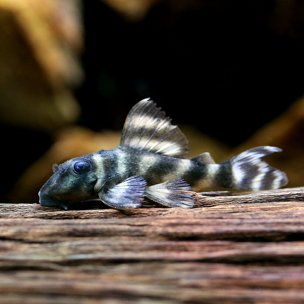 （熱帯魚）ダークエビル・ペコルティア（ブリード）（1匹）　北海道・九州航空便要保温