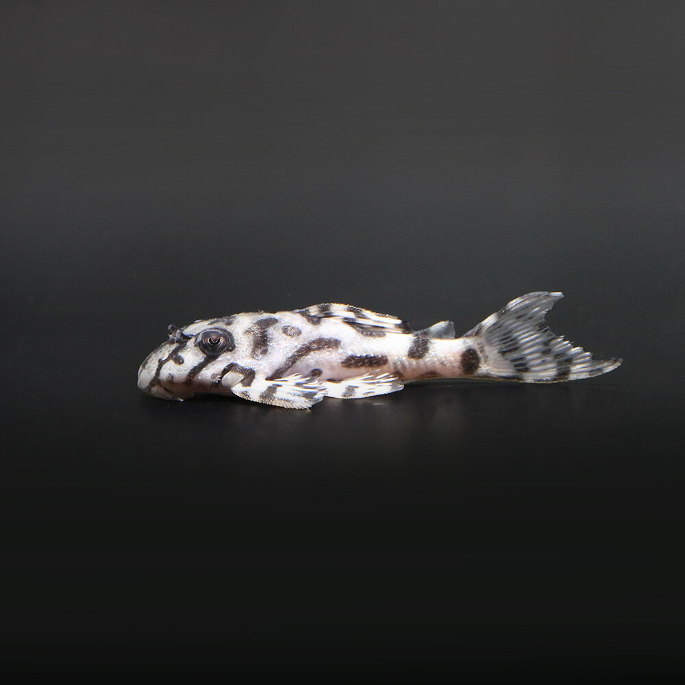（熱帯魚）一点物　ニューメガクラウンプレコ　スーパーホワイト　L−236（ブリード）（1匹）　北海道・九州航空便要保温