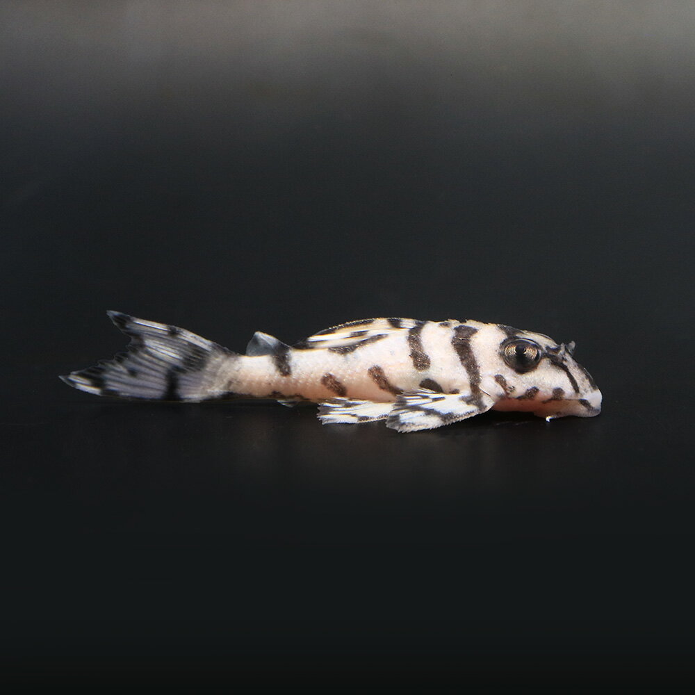 （熱帯魚）一点物　ニューメガクラウンプレコ　スーパーホワイト　L−236（ブリード）（1匹）　北海道・九州航空便要保温