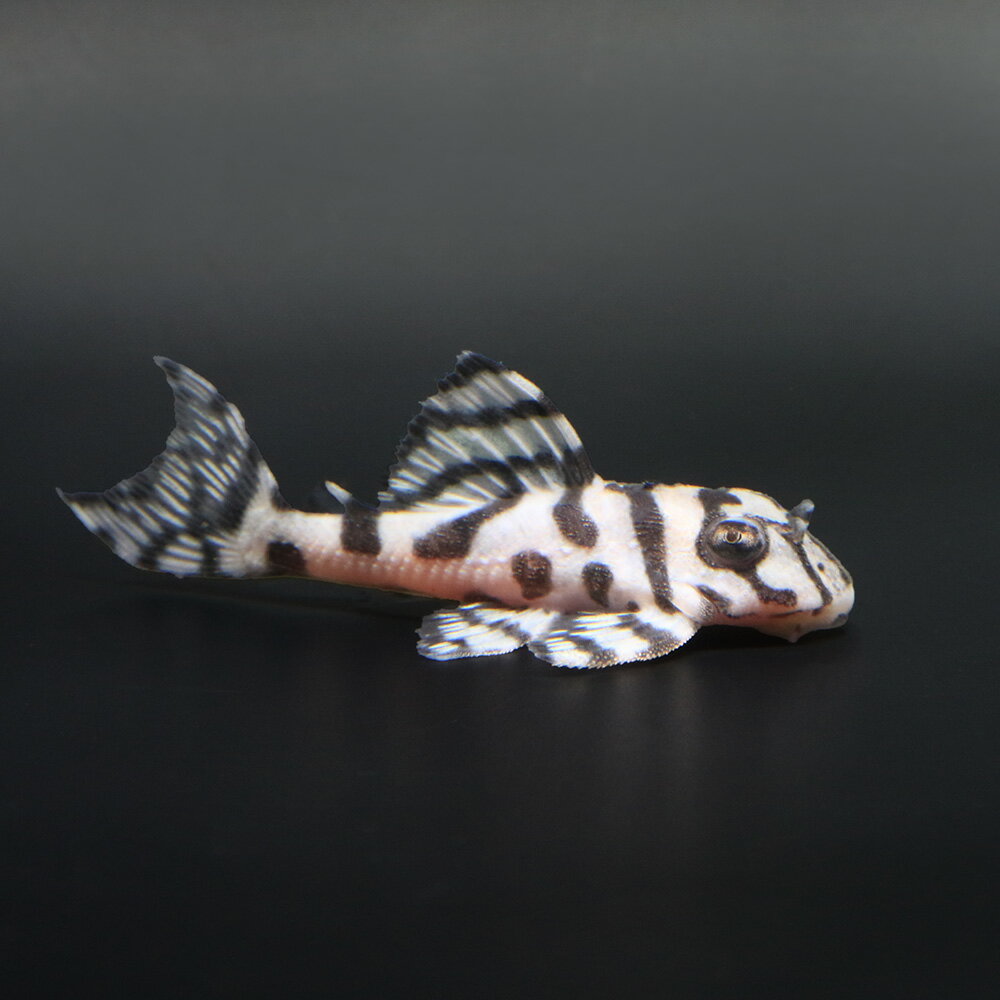 （熱帯魚）一点物　ニューメガクラウンプレコ　スーパーホワイト　L−236（ブリード）（1匹）　北海道 ...