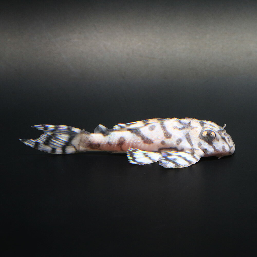 （熱帯魚）一点物　ニューメガクラウンプレコ　スーパーホワイト　L−236（ブリード）（1匹）　北海道・九州航空便要保温