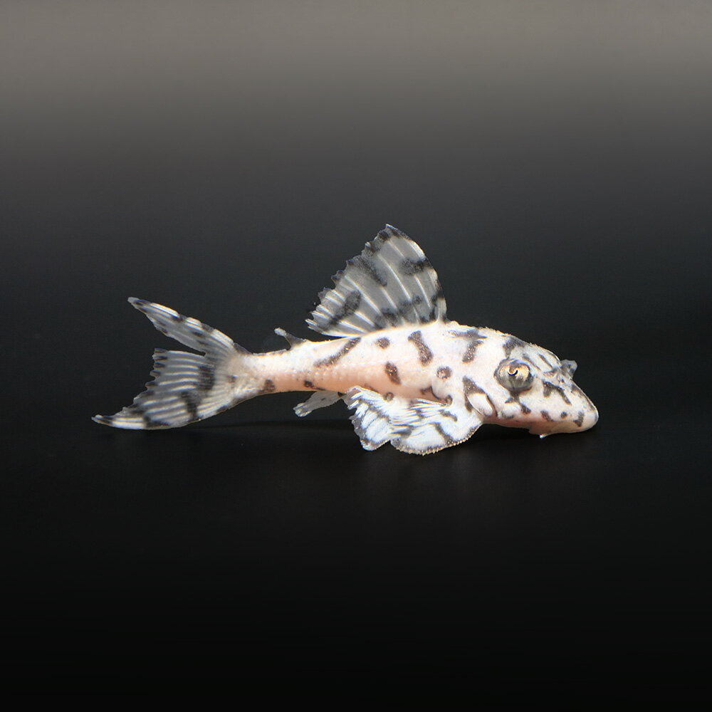 （熱帯魚）一点物　ニューメガクラウンプレコ　スーパーホワイト　L−236（ブリード）（1匹）　北海道・九州航空便要保温