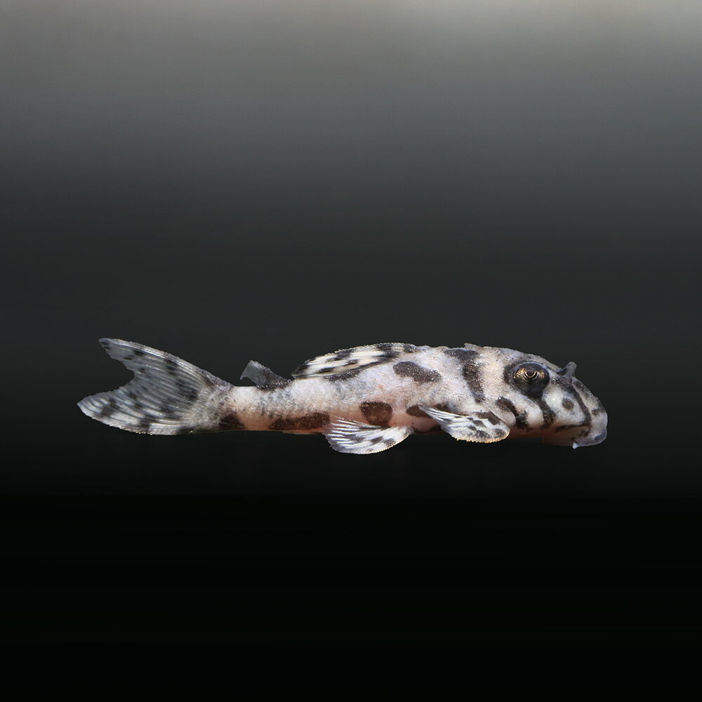 （熱帯魚）一点物　ニューメガクラウンプレコ　スーパーホワイト　L−236（ブリード）（1匹）　北海道 ...