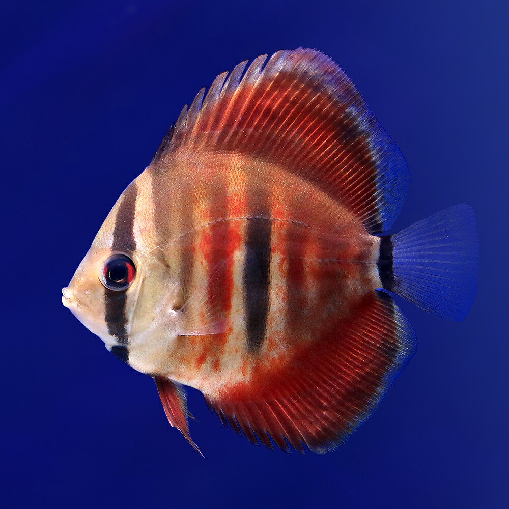 （熱帯魚）イサヘッケル・ディスカス（Sサイズ）（1匹）　北海道航空便要保温