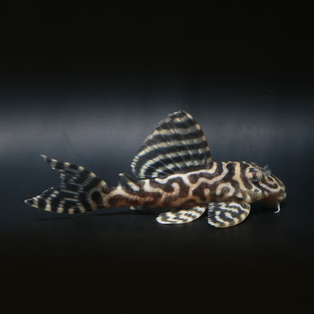 （熱帯魚）一点物　ニューメガクラウン・ペコルティア　L−236　約8〜9cm（ブリード）（1匹）北海 ...