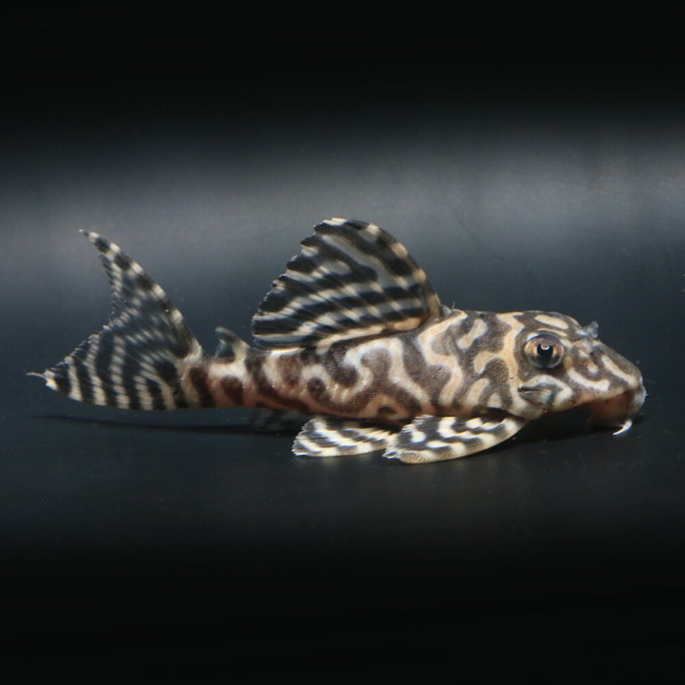 （熱帯魚）一点物　ニューメガクラウン・ペコルティア　L−236　約8〜9cm（ブリード）（1匹）北海 ...