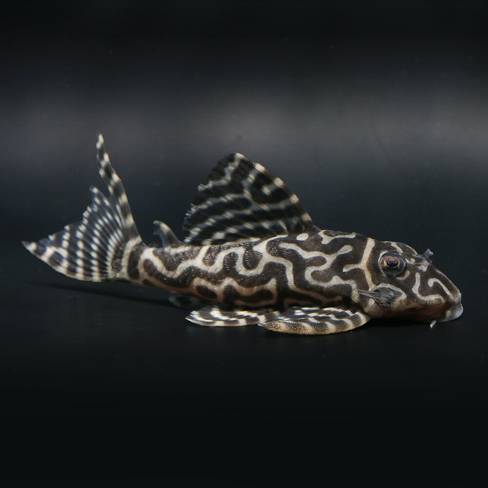 （熱帯魚）一点物　ニューメガクラウン・ペコルティア　L−236　約8〜9cm（ブリード）（1匹）北海 ...