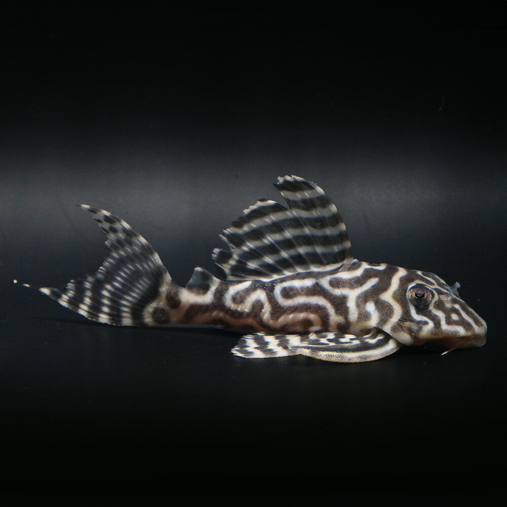（熱帯魚）一点物　ニューメガクラウン・ペコルティア　L−236　約8〜9cm（ブリード）（1匹）北海 ...