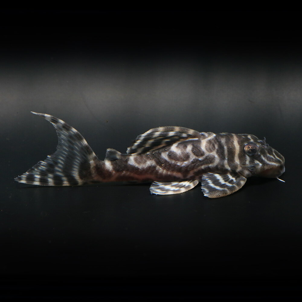 （熱帯魚）一点物　ニューメガクラウン・ペコルティア　L−236　約8〜9cm（ブリード）（1匹）北海 ...