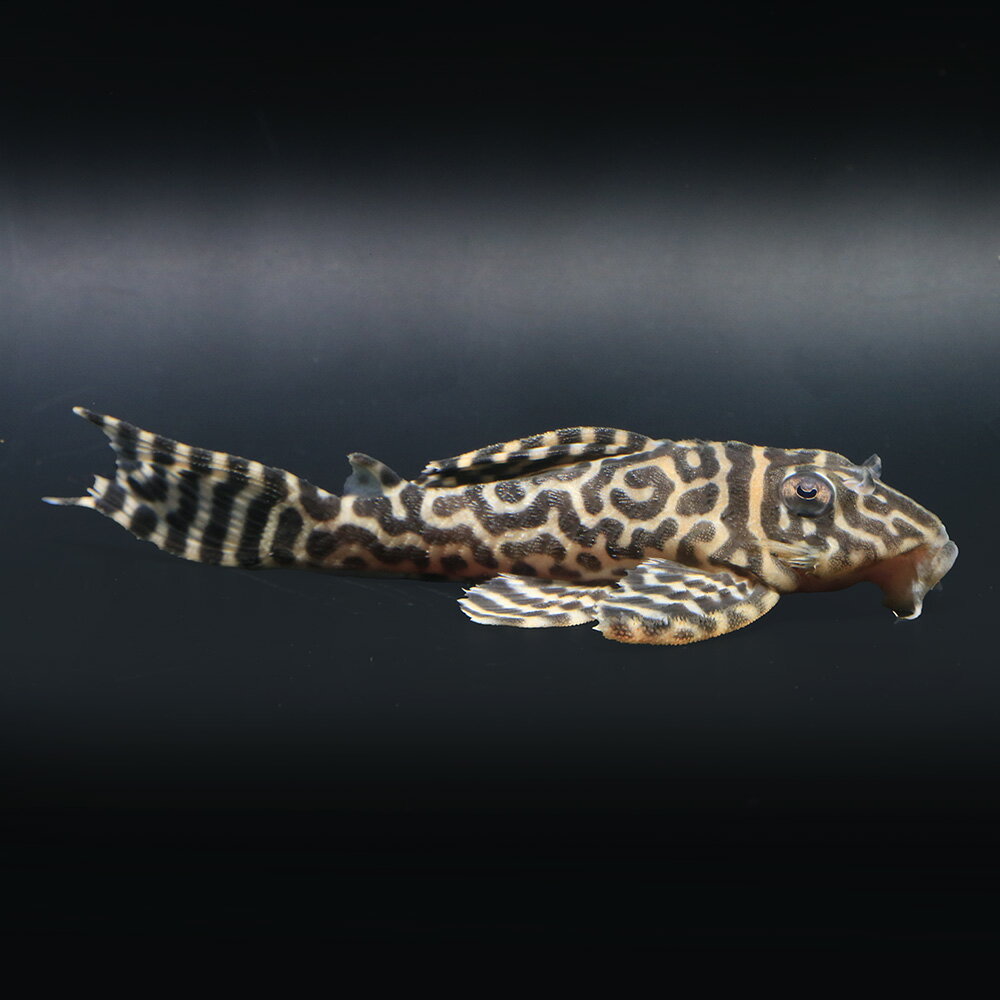 （熱帯魚）一点物　ニューメガクラウン・ペコルティア　L−236　約8〜9cm（ブリード）（1匹）北海 ...