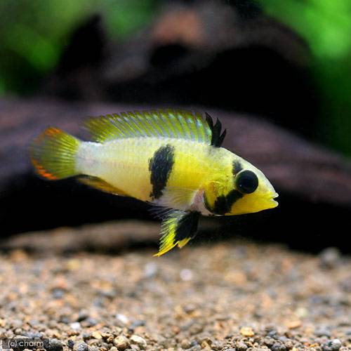 （熱帯魚）アピストグラマ・パンドゥロ　メス（ワイルド）（1匹）　北海道航空便要保温