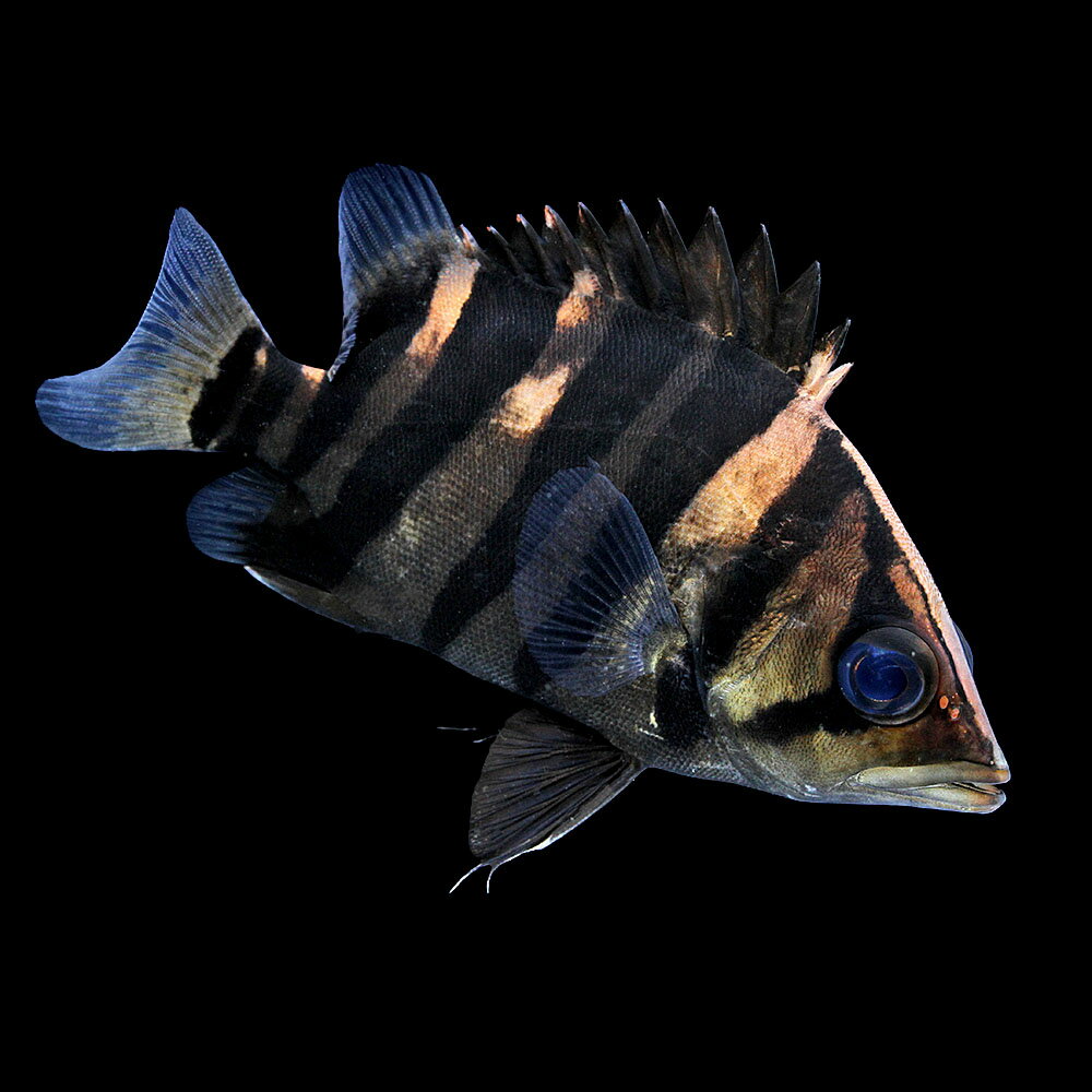 （熱帯魚）一点物　ダトニオ　プラスワン　パーフェクトバンド　スマトラ　約11〜13cm（1匹）　北海道・九州航空便要保温