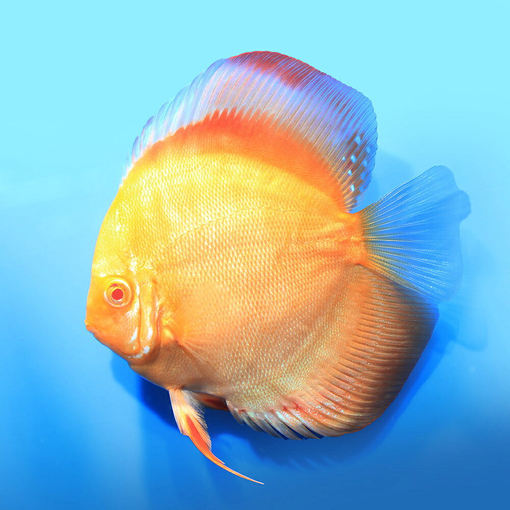 （熱帯魚）一点物　アルビノサンメラー・ディスカス（Lサイズ）（インドネシアブリード）（1匹）　北海道航空便要保温