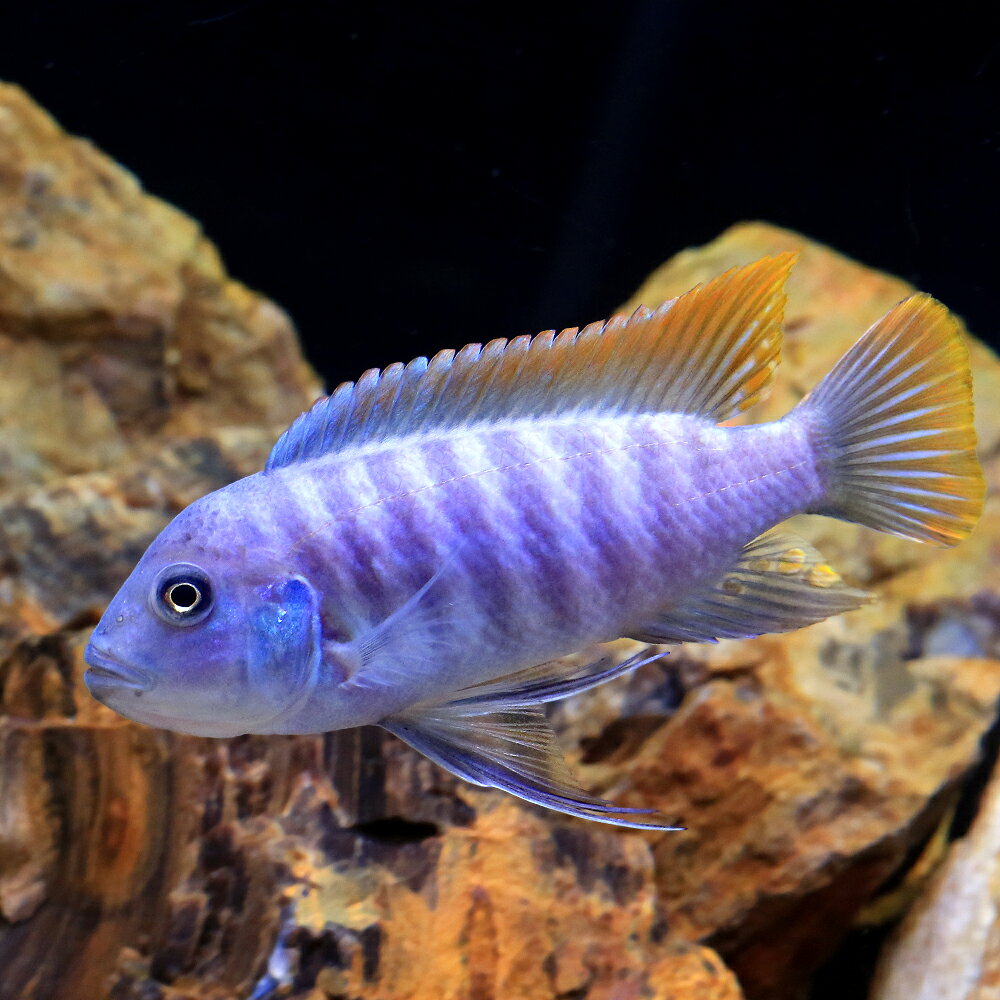 お送りする個体は体長約8〜12cm程度です。魚の性質上、若干のヒレ欠けがある場合がございます。ご了承の上お買い求め下さい。個体サイズや模様、雌雄の指定についてはお受け致しかねますのでご了承下さい。メトリアクリマ・グレシャケイ“マココラリーフ“販売名メトリアクリマ・グレシャケイ“マココラリーフ“学名（※）Metriaclima　greshakei　Makokola（※）…改良品種や学名が不明の種は流通名での記載の場合があります。別名—分布アフリカ　—　マラウィ湖飼育要件最大体長　　　→　15cm温度　　　　　　→　24〜28度水質　　　　　　→　中性〜弱アルカリ性餌　　　　　　　 →　人工飼料、生餌※飼育環境は一例です。必ずしもこの環境下であれば飼育できることを確約するものではございません。種類詳細アフリカ、マラウィ湖原産のムブナの仲間です。マラウィ湖南端に位置するマココラ礁周辺に生息する固有種になります。オスの体色は鮮やかなアイスブルーで、体側には、魚の気分によって8〜9本の縦縞が現れることがあります。尾びれはオレンジ色で、鰭条は淡い青色、臀びれは淡い青色で、黄色のエッグスポットがあります。メスは主に茶色で、青みがかった光沢があり、鰭にもオレンジ色がかった色合いが見られます。ムブナの中でも比較的大きくなり、成長すると15cmほどになります。飼育のポイント飼育は容易で、人工飼料も問題なく飼育可能です。弱アルカリ性の水質好みます。混泳の注意点気が荒く、他種、同種間ではケンカをします。混泳させるときは岩組みなどで隠れ家を十分に作り、本種より大きなサイズの種を選ぶと良いでしょう。繁殖一般に群れの中で最も大きい個体がオスと言われ、尻ビレのスポット模様（エッグスポット）が大きく、発色が良いとされています。発情したオス個体は頭部が少し出っ張り、縞模様が明瞭に見えることがある点で判別可能です。幼魚、若魚では判別が困難なため繁殖を狙う場合は複数匹飼育し、自然形成されたペアを得る必要があります。出来上がったペアは一緒に行動し、他魚を追い払いテリトリーを主張するようになります。底砂の窪みや平らな石の上に産卵し、メスが卵を咥えて育てるマウスブリーダーです。混泳魚がいる場合は卵を咥えたメスを隔離するか、メスの親魚から強制的に吐き出させて別の水槽で稚魚を育成した方が良いでしょう。稚魚はブラインシュリンプを与えるとよいでしょう。その他—→　当店ではこちらのエサを与えています。●aquarium　fish　food　series　「ff　num03」　小型魚用フード●イトメ●冷凍アカムシ●ブラインシュリンプ→　シクリッド・ベタの混泳相性をこちらからご覧になれます。※…混泳相性早見表は混泳が可能であることを確約するものではございません。飼育魚の性質、飼育環境によっては混泳が不可能な場合もございます。点滴法で生体にやさしい　水抜き・水合わせキットPSBQ10　ピーエスビーキュート　淡水用　500mL　メダカ　金魚　熱帯魚　光合成細菌　バクテリア定着型バクテリア　ばくとQ10　淡水・海水用　500mL　バクテリア　熱帯魚　海水魚小型魚用フード　「ff　num03」　40ml　aquarium　fish　food　series化石サンゴ　SSサイズ　約10〜15cm　3個　形状お任せ　アクアリウム　レイアウト素材　メダカ　アフリカンシクリッド　海水 … PF_SPQ　_aqua　fish_database　熱帯魚・エビ他　シクリッド　種類で選ぶ　アフリカンシクリッド　メトリアクリマ　グレシャケイ　メトリアクリマグレシャケイ　メトリアクリマ・グレシャケイ　マココラ　マココラリーフ　メイランディ　メイランディア　メイランディア属　Maylandia Metriaclima 1匹　ムブナ　Mbuna　アフリカ産　KIDA　20260820　y26m08■この商品をお買い上げのお客様は、下記商品もお買い上げです。※この商品には付属しません。■点滴法で生体にやさしい　水抜き・水合わせキットPSBQ10　ピーエスビーキュート　淡水用　500mL　メダカ　金魚　熱帯魚　光合成細菌　バクテリア定着型バクテリア　ばくとQ10　淡水・海水用　500mL　バクテリア　熱帯魚　海水魚小型魚用フード　「ff　num03」　40ml　aquarium　fish　food　series化石サンゴ　SSサイズ　約10〜15cm　3個　形状お任せ　アクアリウム　レイアウト素材　メダカ　アフリカンシクリッド　海水