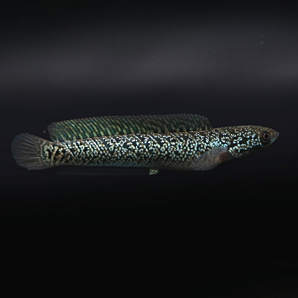 （熱帯魚）一点物　コウタイ　スターダストダイヤモンド（1匹）（ファーム証明書付き）　北海道・九州航空便要保温