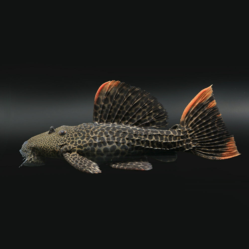 （熱帯魚）一点物　L427　スーパーオレンジフィンレオパード・トリム　ジャタプ（ワイルド）（1匹）　北海道航空便要保温