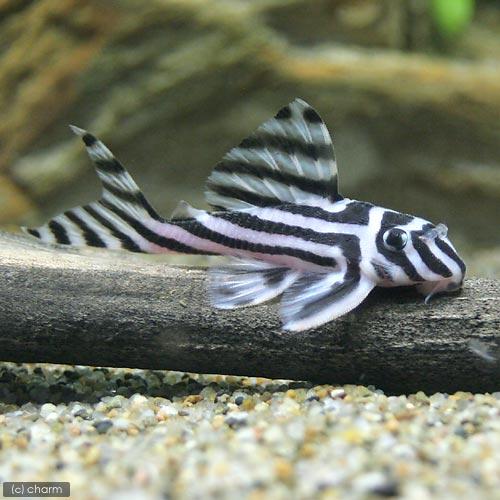 （熱帯魚）インペリアルゼブラプレコ　Mサイズ（7〜8cm）（国産ブリード）（1匹）　北海道・九州航空便要保温