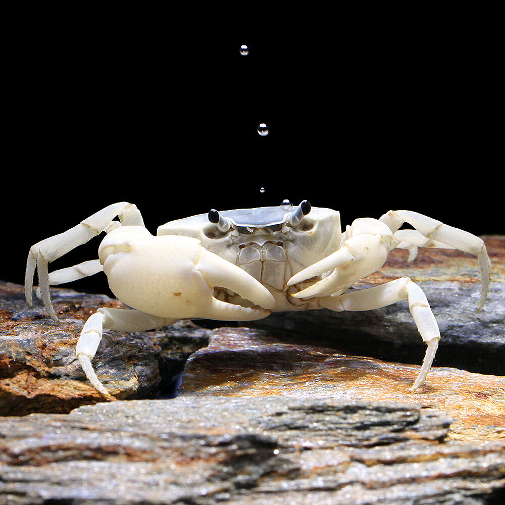 お送りする個体は甲幅2cm〜3cm程度です。ヒゲや脚が切れている場合がございますが、成長とともに再生してきます。個体サイズや模様についてはお受け致しかねますのでご了承下さい。サワガニ　ブルー　オス（3匹）販売名サワガニ　ブルー　オス学名Geothelphusa　dehaani （※）…改良品種や学名が不明の種は流通名での記載の場合があります。別名沢蟹分布日本　—　北海道、本州、四国、九州、屋久島飼育要件最大甲幅　　　→　3cm 温度　　　　　　→　0〜20度 水質　　　　　　→　中性〜弱アルカリ性 餌　　　　　　　 →　人工飼料、生餌 ※飼育環境は一例です。必ずしもこの環境下であれば飼育できることを確約するものではございません。種類詳細日本固有の淡水ガニです。湧き水や小川、田んぼの用水路などの身近なところで見られ、観賞や飼育だけでなく食用にも利用される水辺のカニを代表する種です。基本的には夜行性で、清涼な流れがある沢の石などの下に生息し、河川の水質の指標生物ともなっています。注目すべきはその体色のバリエーションの豊富さで、各地域や個体群ごとに様々な変異が見られることが知られています。他の多くのカニと異なる陸封型で、やや大きめの卵はそのまま稚ガニになり純淡水中で繁殖可能です。飼育は容易で、水質の悪化と高水温に注意し、水中で脱皮をするため、体が全て水に浸かる程度の水場を用意したテラリウムで飼育可能です。エサは人工飼料で問題ありません。十分に隠れ家を用意し、過密になるとケンカをするので注意が必要です。遊泳している魚を捕食することはあまりありませんが、単独飼育が理想的でしょう。水槽内での繁殖はやや難しいです。飼育のコツ水質の悪化と高水温に注意が必要です。 陸上部分と体が全て水に浸かる程度の水場を用意したテラリウムでの飼育が適しています。 脱走が上手く、障害物や多少の壁であれば登ってしまうので十分な深さのある容器か、フタを用意する必要があります。 人工飼料、アカムシなど雑食性で何でも良く食べます。大食漢で水を汚しやすいので残餌は早めに取り除いてください。混泳の注意点カニの中では攻撃性が低く複数匹飼育が可能ですが、過密になるとケンカでハサミや足を失うことがあります。 十分なスペースと隠れ家を用意する必要があります。動きの緩慢な魚は捕食されてしまうことがあります。 また大型になる種には本種が捕食されてしまうことがあります。繁殖春から夏にかけて水槽内で交尾したびたびメスが抱卵することがあります。交尾はメスが脱皮直後に行われるため弱りやすく、場合によっては共食いされてしまうことがあります。健康で大きな個体を繁殖に用い、十分な隠れ家を用意してください。メスがやや大きめの卵を腹部に抱え、卵はそのまま稚ガニになります。しばらくは親ガニの周りにくっついていますが、この孵化直後の稚ガニは特に水質の悪化や高水温に弱く、むやみに触ったり水から出すと死んでしまうこともあります。繁殖可能になるまで4年程度要すると言われ、飼育下での継続した繁殖は難易度が非常に高いです。PSBQ10　ピーエスビーキュート　淡水用　30mL5個セット　光合成細菌　バクテリア　熱帯魚（生餌）淡水用　微生物で水質向上セット　エサ用ゾウリムシミックス＋PSBQ10　本州四国限定（水草）★育成済★　ウィローモス　ボール（水中葉）（無農薬）（1個）ジクラ　ウォーター　ベニッシモ（カメ・ザリガニ用）　250mlビバリア　マルチパネルヒーター　8W　爬虫類　両生類　パネルヒーター　保温（水草）巻きたて　益子焼プレコシェルター　大　ウィローモス付（水中葉）（無農薬）（1個）アンブレラリーフ　1袋（約5枚入り）　マジックリーフ … PF_SPQ　_aqua　_insect　熱帯魚・エビ他　ザリガニ・その他生体　サワガニ　ブルー　1匹　ep_etc　aqulif201307　nittan_1116　freshwatercrab　bnrzarikanisa0319　MS0106　top_ebi1129　kaijyo　opa2_delete　カテゴリ編集　Geothelphusa　dehaani　select01fish　サワガニ　ブルー　1ペア　fishpair130523　aqulif201307　freshwatercrab　MS0104　SY　カテゴリ編集　CTSU（エビ・カニ）サワガニ　ブルー　オス（1匹）構成する商品内容は在庫状況により予告無く変更になる場合がございます。予めご了承下さい。■この商品をお買い上げのお客様は、下記商品もお買い上げです。※この商品には付属しません。■PSBQ10　ピーエスビーキュート　淡水用　30mL5個セット　光合成細菌　バクテリア　熱帯魚（生餌）淡水用　微生物で水質向上セット　エサ用ゾウリムシミックス＋PSBQ10　本州四国限定（水草）★育成済★　ウィローモス　ボール（水中葉）（無農薬）（1個）ジクラ　ウォーター　ベニッシモ（カメ・ザリガニ用）　250mlビバリア　マルチパネルヒーター　8W　爬虫類　両生類　パネルヒーター　保温（水草）巻きたて　益子焼プレコシェルター　大　ウィローモス付（水中葉）（無農薬）（1個）アンブレラリーフ　1袋（約5枚入り）　マジックリーフ