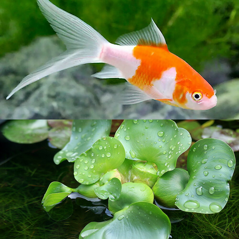 （国産金魚）（水草）コメット（1匹）＋ホテイ草（1株）セット