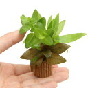 (水草)ライフマルチ(茶)寄せ植えミックス(水上葉)(無農薬)(1個)